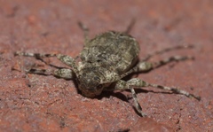 Astylidius parvus