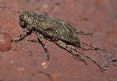 Astylidius parvus