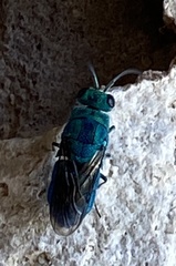 Chrysis angolensis