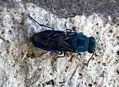 Chrysis angolensis