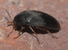 Eucinetus morio