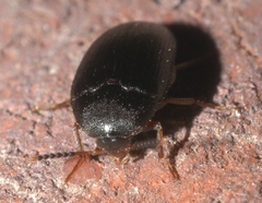 Eucinetus morio