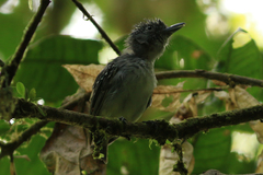 Dysithamnus puncticeps