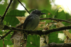 Dysithamnus puncticeps