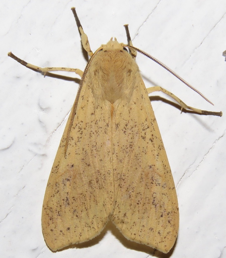 Lophocampa atomosa