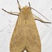 Lophocampa atomosa - Photo (c) Rich Hoyer, some rights reserved (CC BY-NC-SA), uploaded by Rich Hoyer