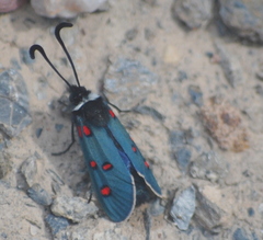 Zygaena lavandulae