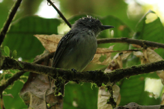 Dysithamnus puncticeps
