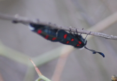 Zygaena lavandulae