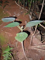 Dendrocnide moroides