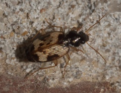 Tetragonoderus fasciatus