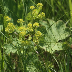 Alchemilla sarmatica