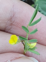 Hippocrepis unisiliquosa