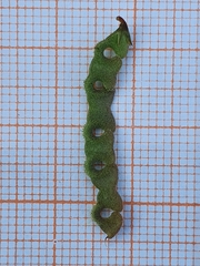 Hippocrepis unisiliquosa