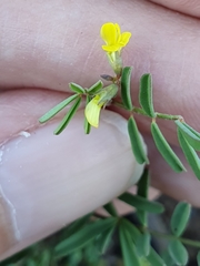 Hippocrepis unisiliquosa