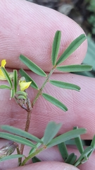 Hippocrepis unisiliquosa