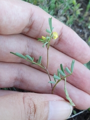 Hippocrepis unisiliquosa