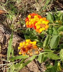 Phyciodes phaon