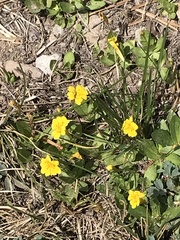 Erythranthe primuloides