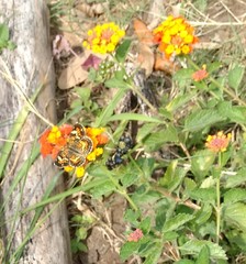 Phyciodes phaon