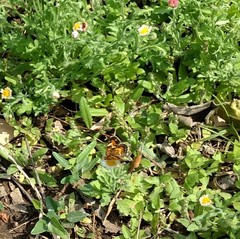 Phyciodes phaon