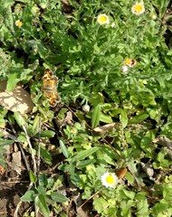 Phyciodes phaon