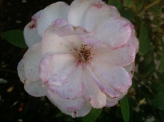 Rosa