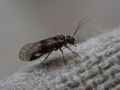 Elipsocus