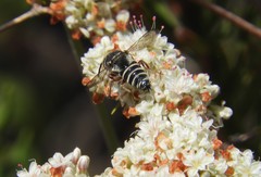 Boreocoelioxys