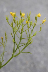 Rorippa pyrenaica