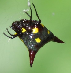 Micrathena rufopunctata