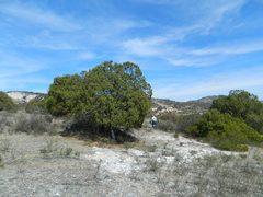 Juniperus flaccida