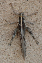 Cyrtacanthacris tatarica