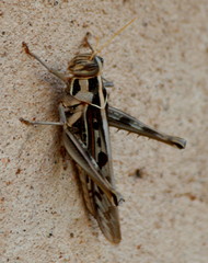 Cyrtacanthacris tatarica