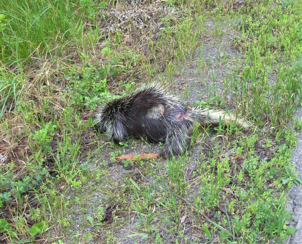 North American Porcupine from Pine Creek Watson Township, PA