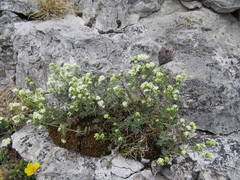 Galium sterneri