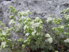 Galium sterneri