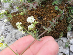 Galium sterneri