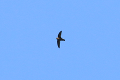 Cypseloides cherriei