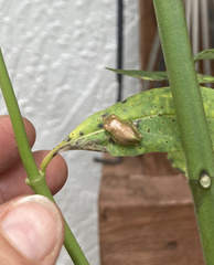 Osteopilus septentrionalis