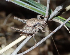 Aglaothorax diminutiva