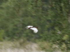 Lagopus lagopus maior