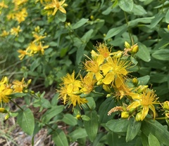 Hypericum graveolens