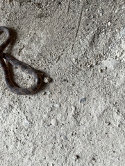 Leptodeira splendida