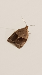 Clepsis dumicolana