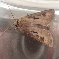 Agrotis exclamationis