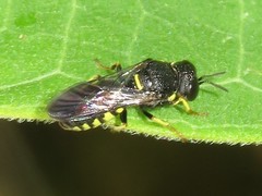 Anacrabro ocellatus