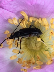 Grammoptera subargentata