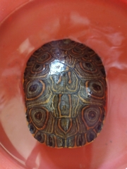 Trachemys venusta
