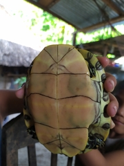 Trachemys venusta